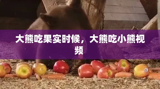 大熊吃果实时候，大熊吃小熊视频 