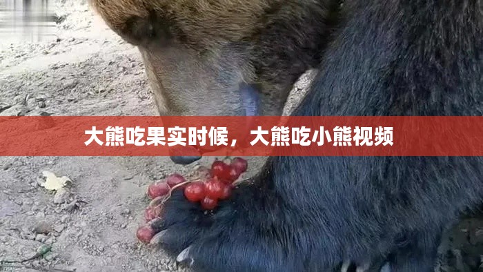 大熊吃果实时候,大熊吃小熊视频