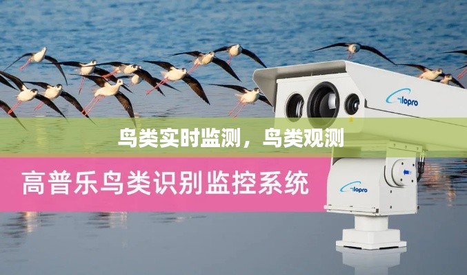 鸟类实时监测，鸟类观测 