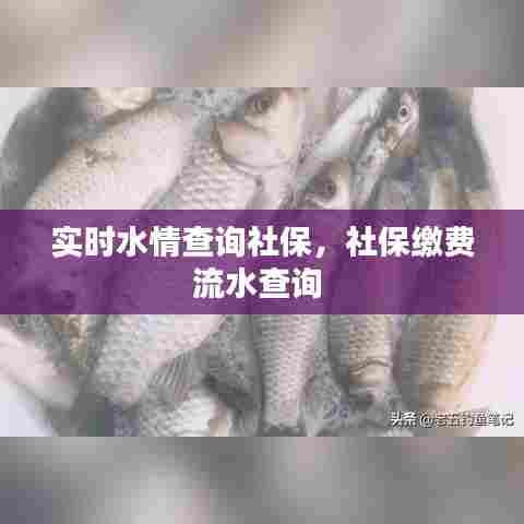 实时水情查询社保,社保缴费流水查询