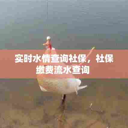 实时水情查询社保,社保缴费流水查询