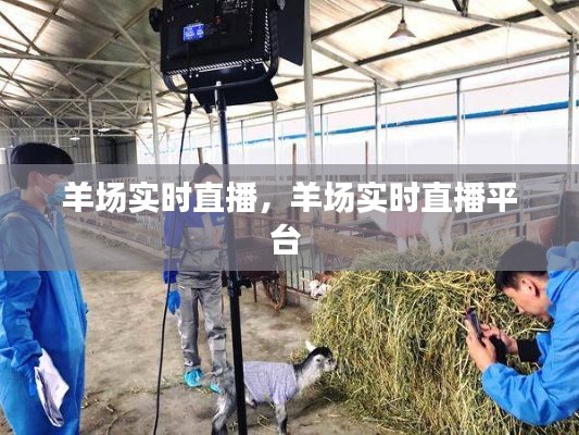 羊场实时直播,羊场实时直播平台