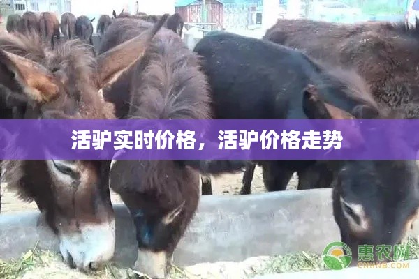 活驴实时价格，活驴价格走势 