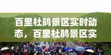 百里杜鹃景区实时动态，百里杜鹃景区实时动态视频 