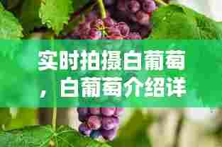 实时拍摄白葡萄，白葡萄介绍详细 