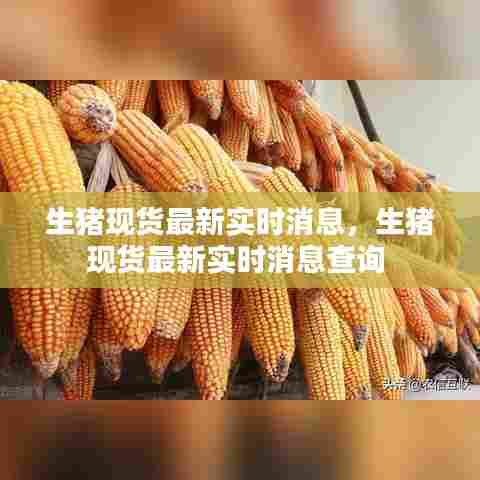 生猪现货最新实时消息，生猪现货最新实时消息查询 