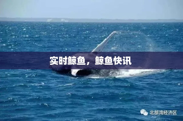 实时鲸鱼，鲸鱼快讯 