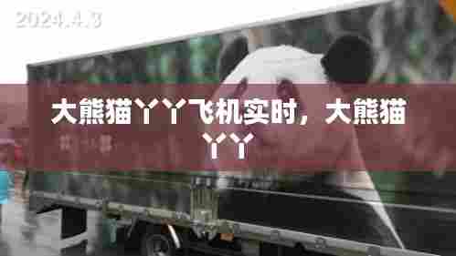 大熊猫丫丫飞机实时，大熊猫 丫丫 