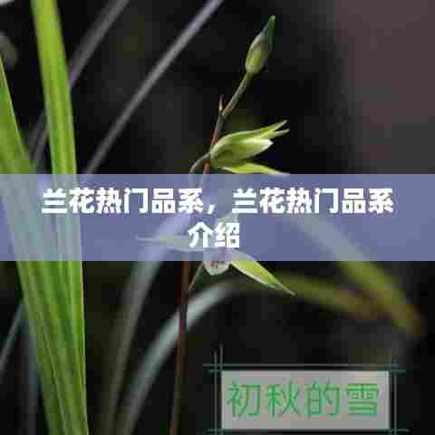 兰花热门品系，兰花热门品系介绍 