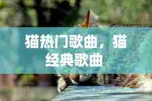 猫热门歌曲，猫经典歌曲 