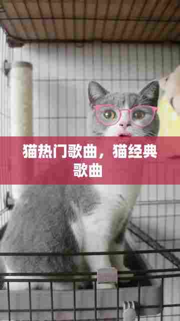 猫热门歌曲,猫经典歌曲