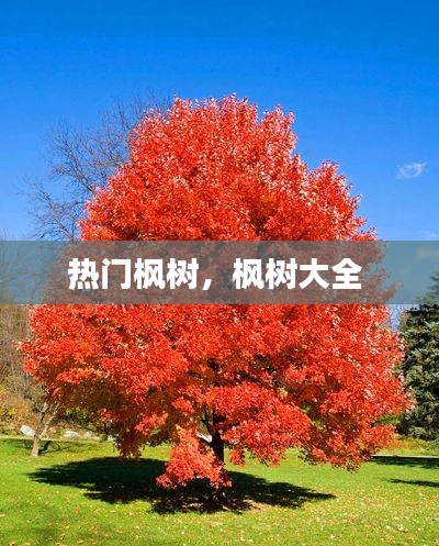 热门枫树，枫树大全 