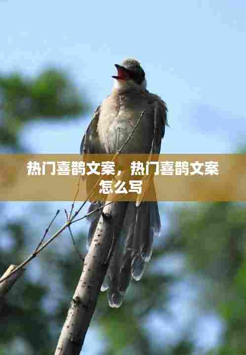 热门喜鹊文案，热门喜鹊文案怎么写 