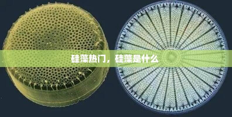 硅藻热门，硅藻是什么 