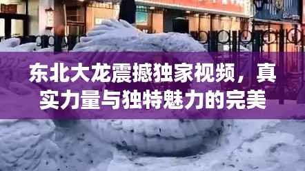 东北大龙震撼独家视频，真实力量与独特魅力的完美展现