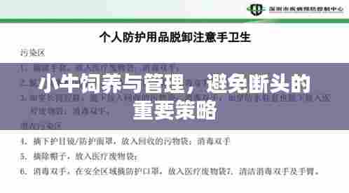小牛饲养与管理，避免断头的重要策略