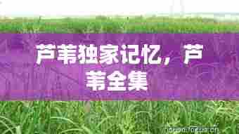 芦苇独家记忆，芦苇全集 