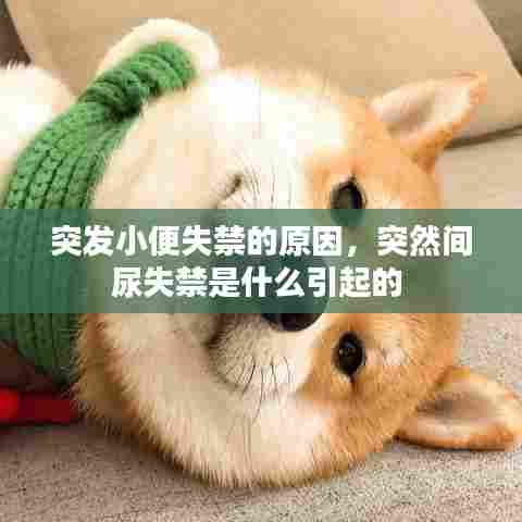 突发小便失禁的原因，突然间尿失禁是什么引起的 