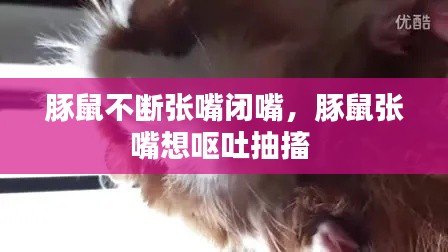 豚鼠不断张嘴闭嘴,豚鼠张嘴想呕吐抽搐