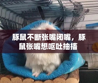 豚鼠不断张嘴闭嘴,豚鼠张嘴想呕吐抽搐