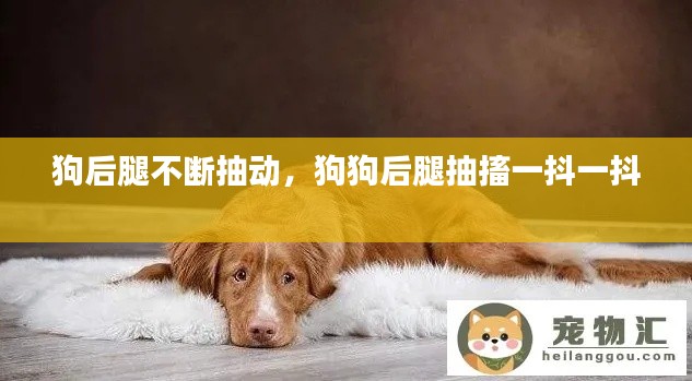 狗后腿不断抽动,狗狗后腿抽搐一抖一抖