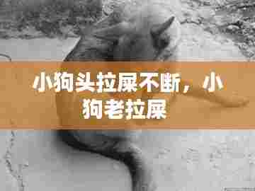 小狗头拉屎不断，小狗老拉屎 