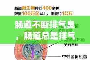 肠道不断排气臭，肠道总是排气 