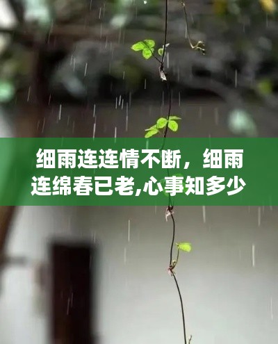 细雨连连情不断，细雨连绵春已老,心事知多少 