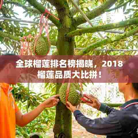 全球榴莲排名榜揭晓，2018榴莲品质大比拼！