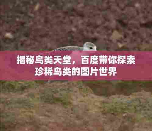 揭秘鸟类天堂，百度带你探索珍稀鸟类的图片世界