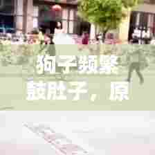 狗子频繁鼓肚子，原因解析与应对方法