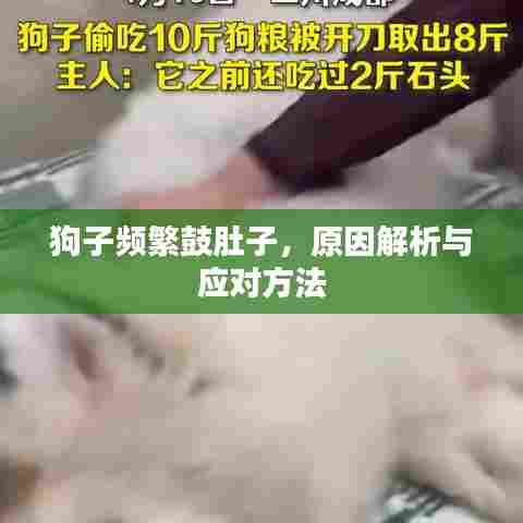 狗子频繁鼓肚子,原因解析与应对方法