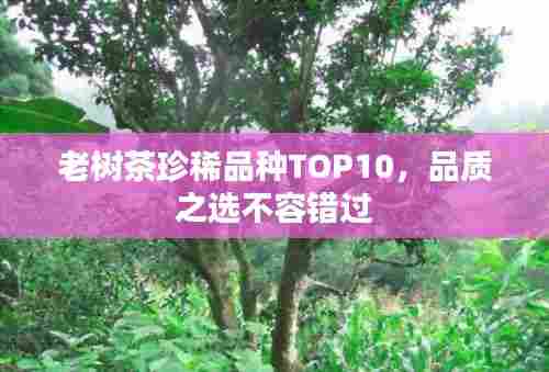 老树茶珍稀品种TOP10，品质之选不容错过