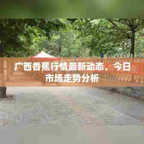 广西香蕉行情最新动态，今日市场走势分析
