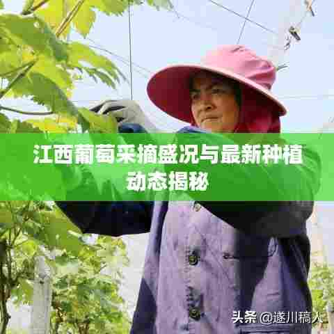 江西葡萄采摘盛况与最新种植动态揭秘