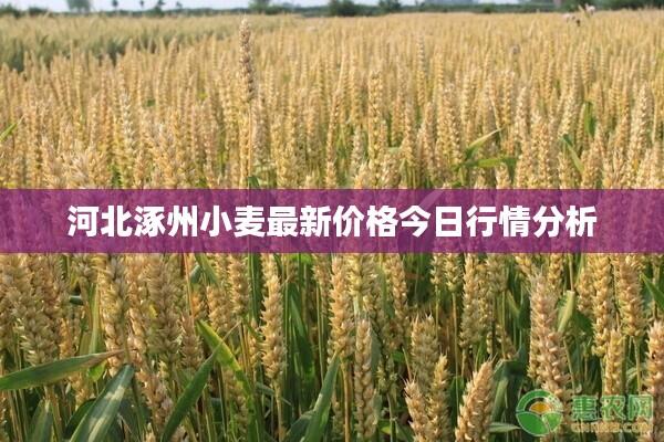 河北涿州小麦最新价格今日行情分析