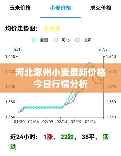 河北涿州小麦最新价格今日行情分析