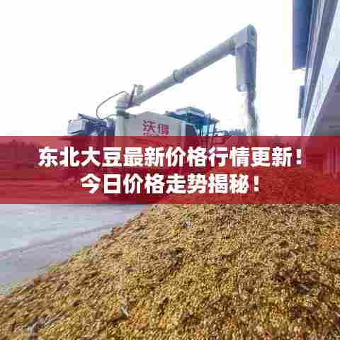 东北大豆最新价格行情更新！今日价格走势揭秘！
