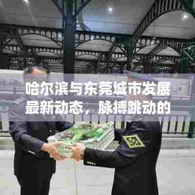 哈尔滨与东莞城市发展最新动态,脉搏跳动的头条新闻