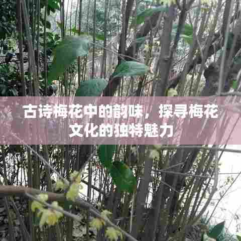古诗梅花中的韵味，探寻梅花文化的独特魅力