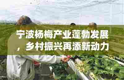 宁波杨梅产业蓬勃发展,乡村振兴再添新动力