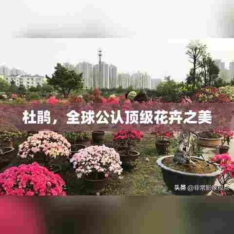 杜鹃，全球公认顶级花卉之美