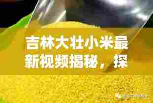 吉林大壮小米最新视频揭秘，探寻优质农产品的独特魅力