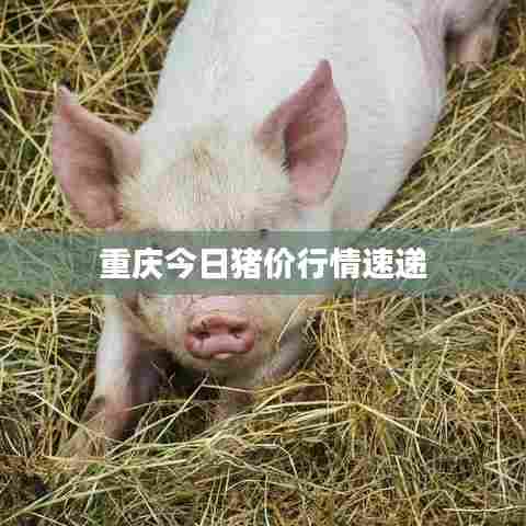 重庆今日猪价行情速递