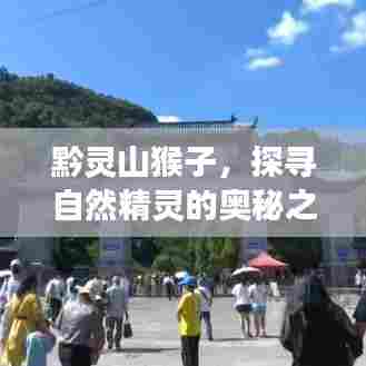 黔灵山猴子，探寻自然精灵的奥秘之旅