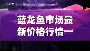 蓝龙鱼市场最新价格行情一网打尽！