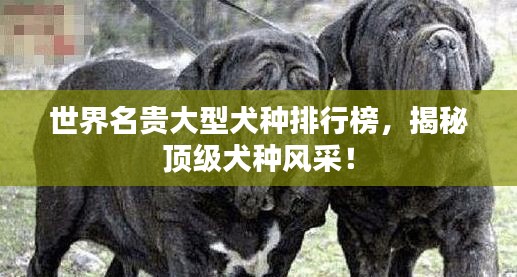 世界名贵大型犬种排行榜，揭秘顶级犬种风采！