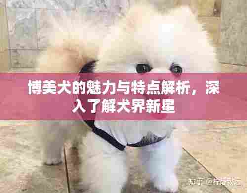 博美犬的魅力与特点解析,深入了解犬界新星
