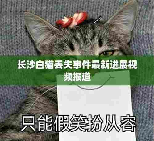 长沙白猫丢失事件最新进展视频报道