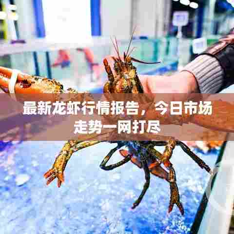最新龙虾行情报告，今日市场走势一网打尽